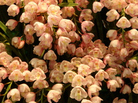 http://bt-magic.torebo-kichijoji.jp/image/DSC02680-thumbnail4.JPG